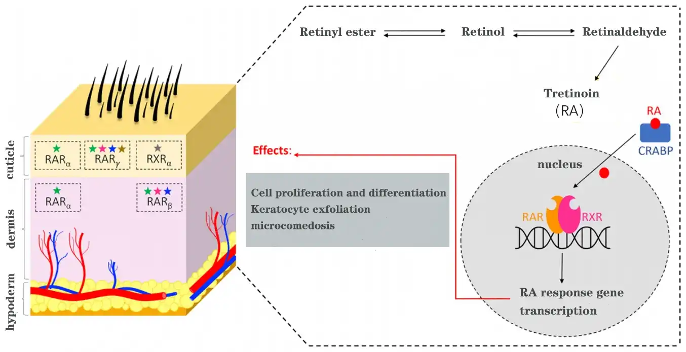 Retinoic Acid Supplier.jpg